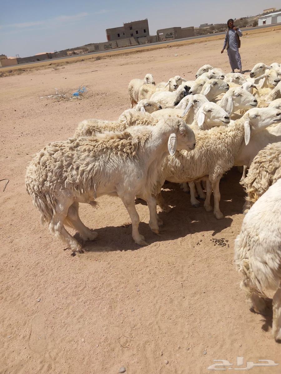 Good sheep, one pasture, 10063332645331457113