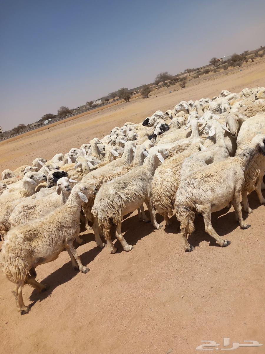 Good sheep, one pasture, 10063332645331457112