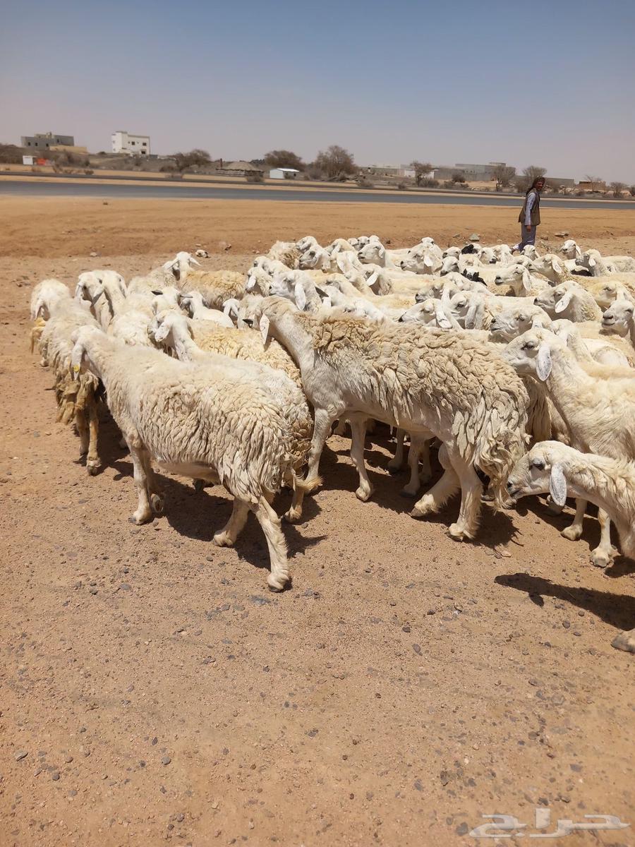 Good sheep, one pasture, 10063332645331457111