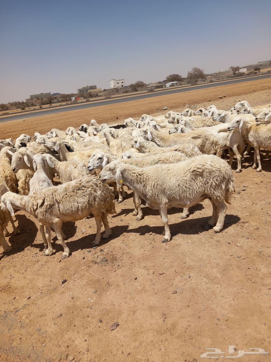 Good sheep, one pasture, 100633326453314571119
