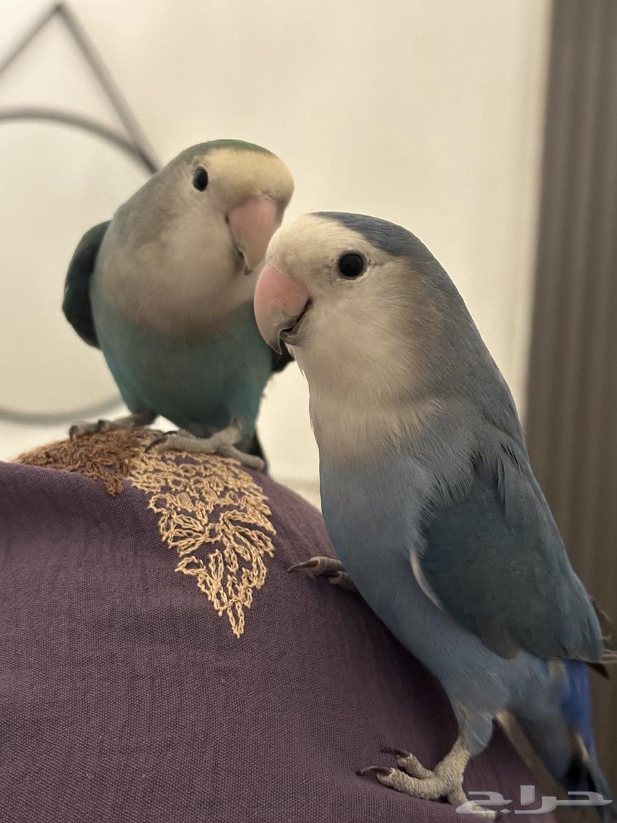 Birds633315258795531121