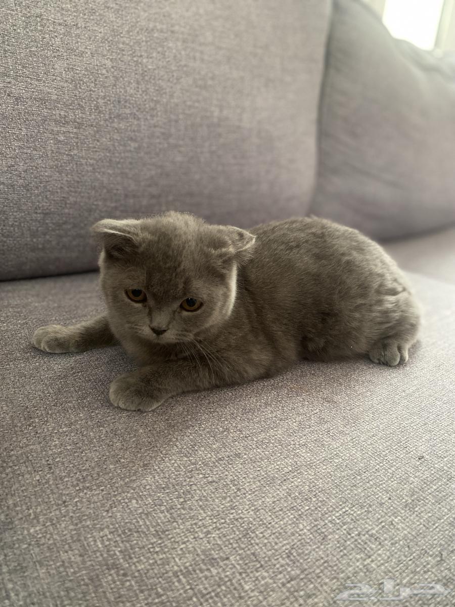 Scottish Fold cat for sale63333161486082113