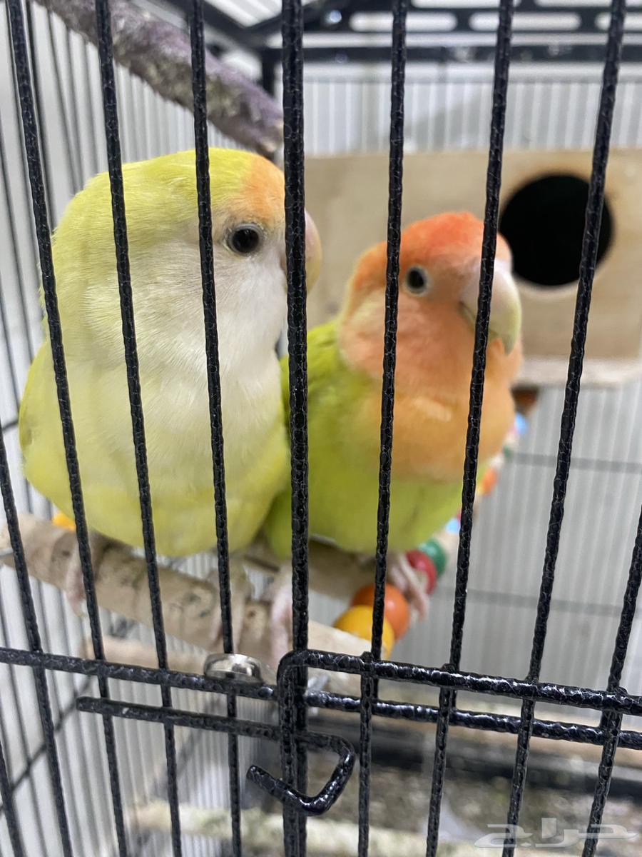 A couple of parrots produced a rosy condition.633306956755231122