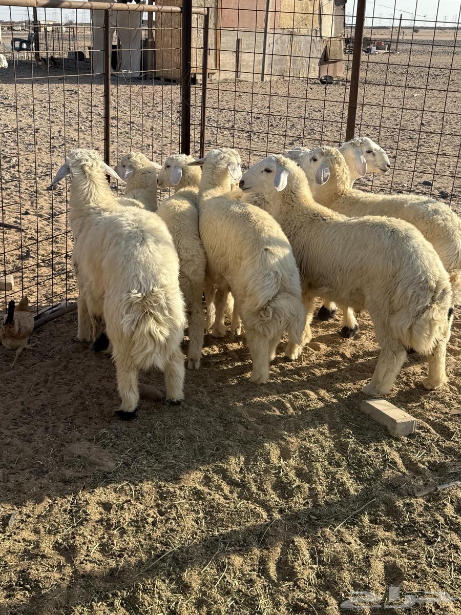 Italian for sale63332565232898112