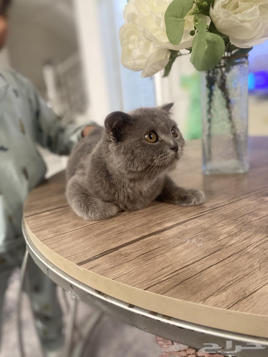Scottish Fold cat for sale63333161486082111