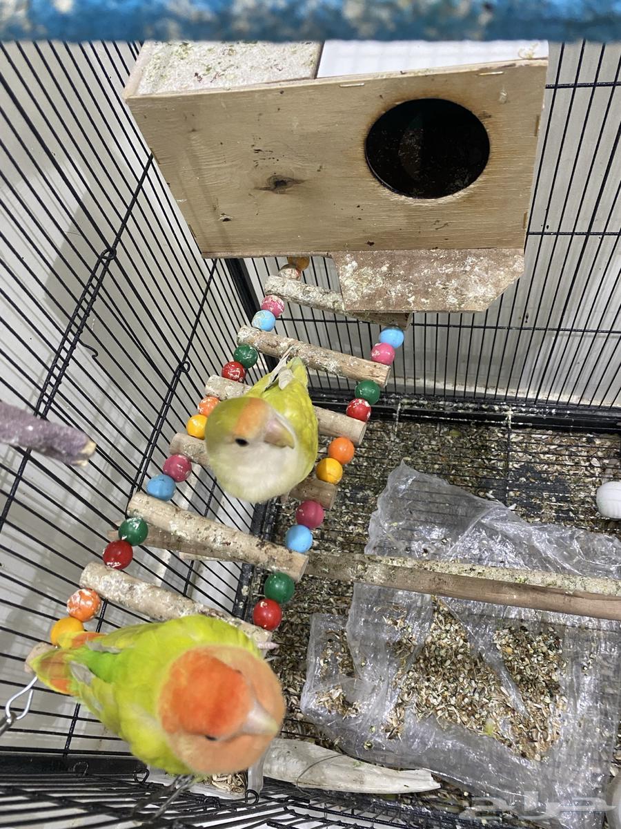 A couple of parrots produced a rosy condition.63330695675523114