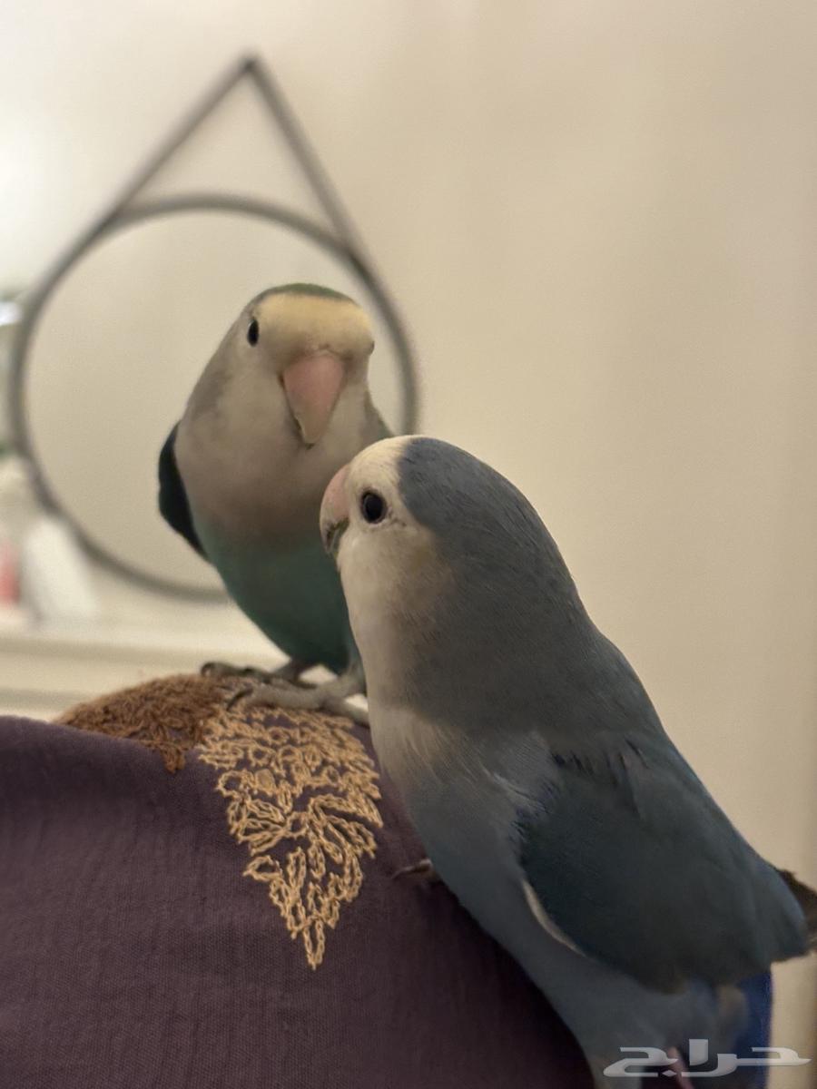 Birds63331525879553111