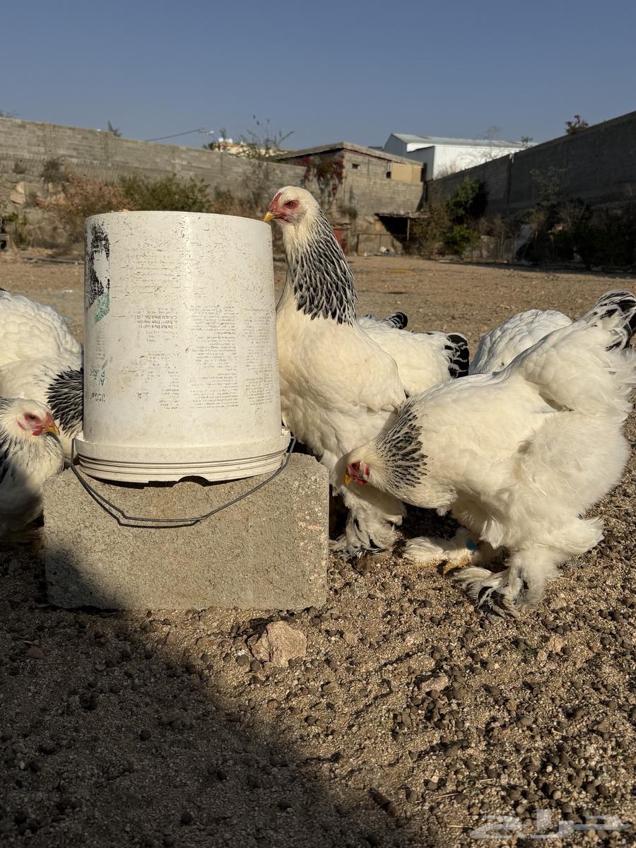 Brahma chicken63331274808705114