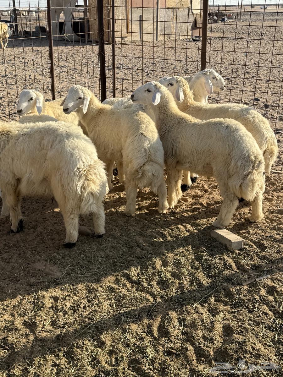 Italian for sale63332565232898111