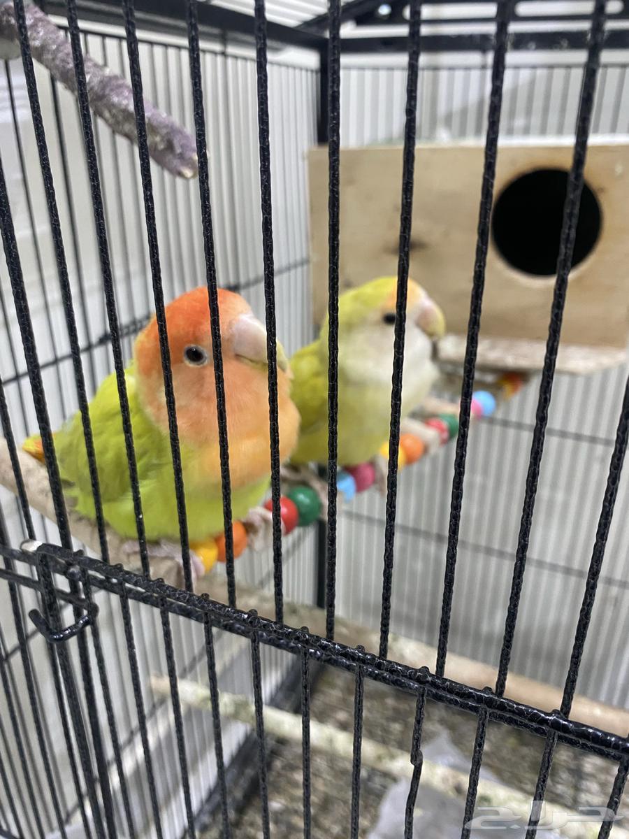 A couple of parrots produced a rosy condition.63330695675523113