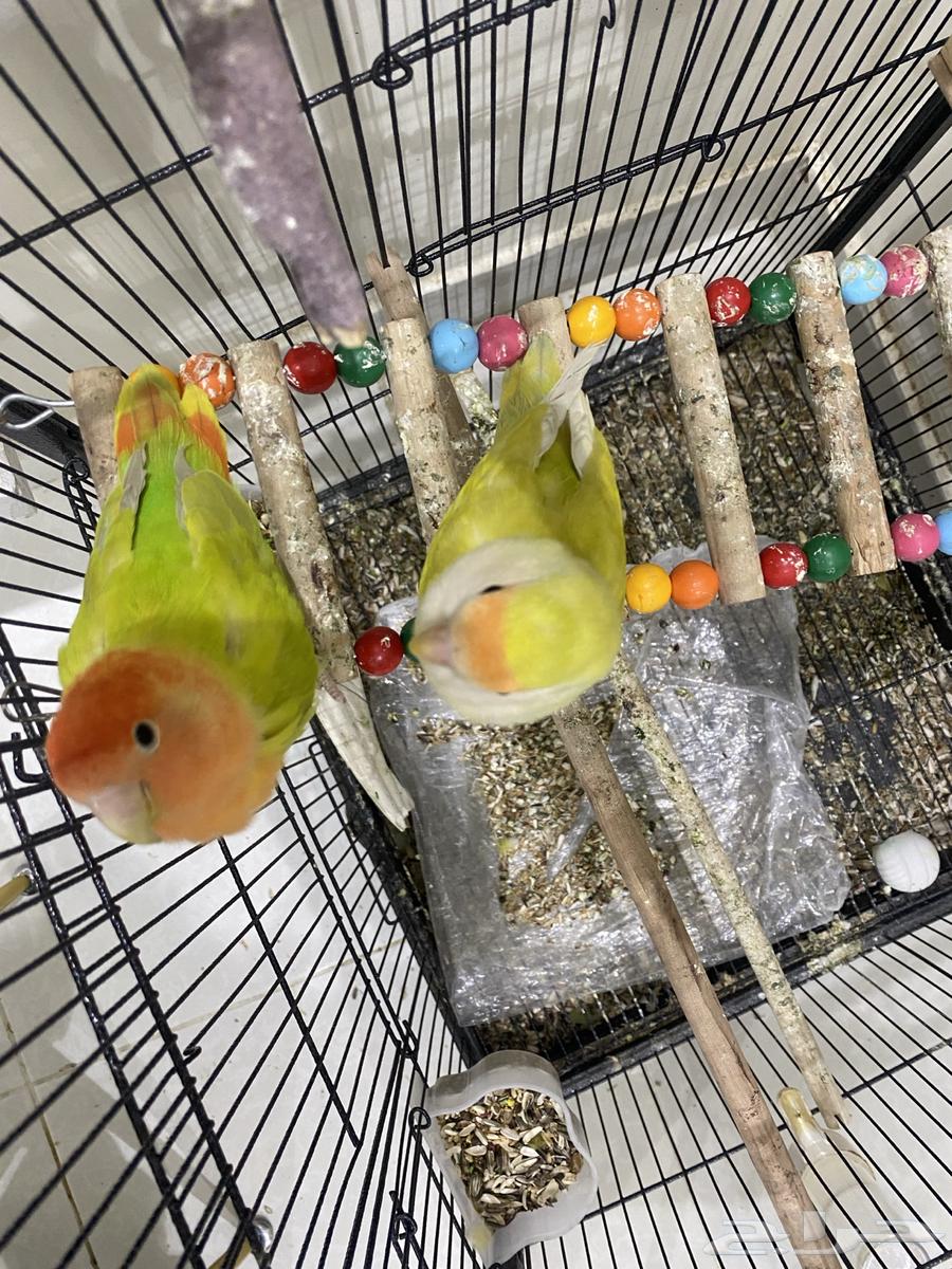 A couple of parrots produced a rosy condition.63330695675523112