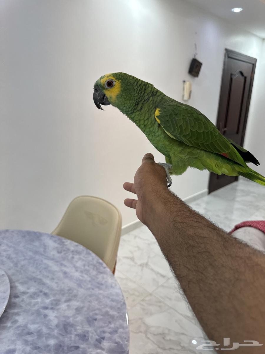 امزوني بلو فرنند63332938199810112