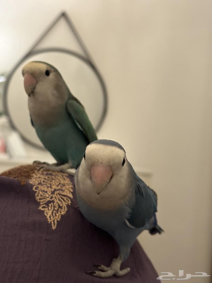Birds63331525879553112