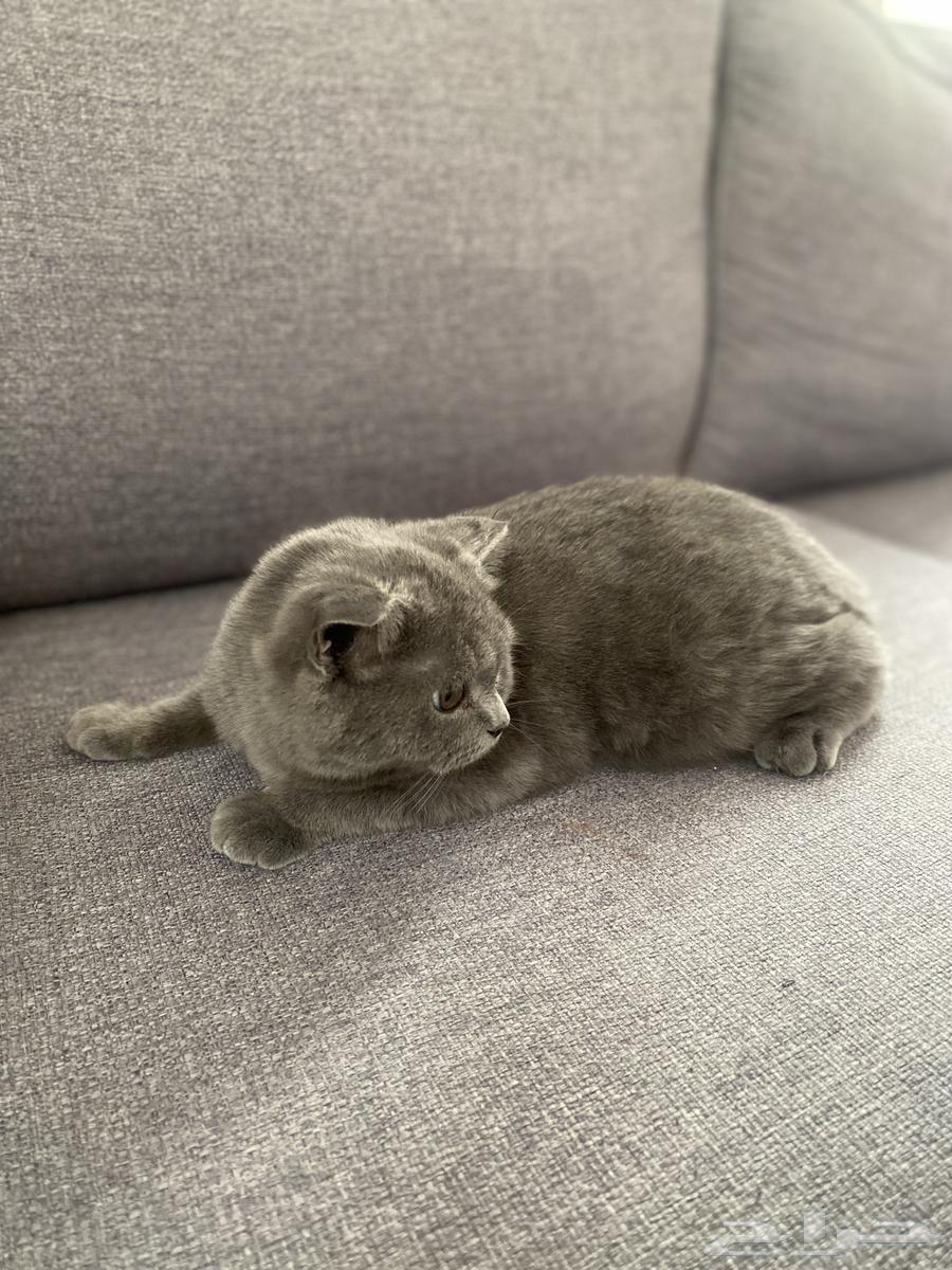 Scottish Fold cat for sale63333161486082112