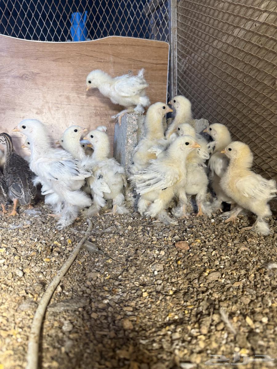 Brahma chicken63331274808705111