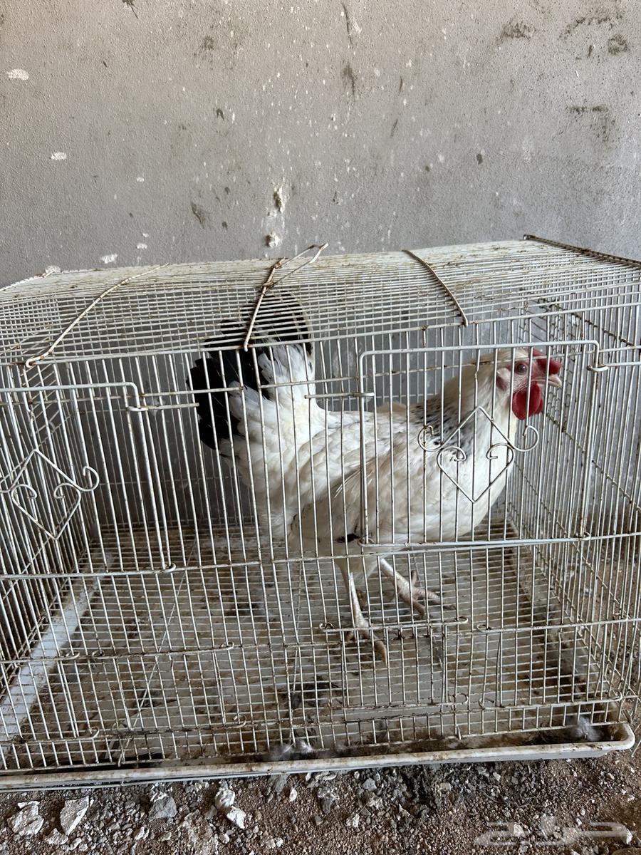 French chicken63332447980929111