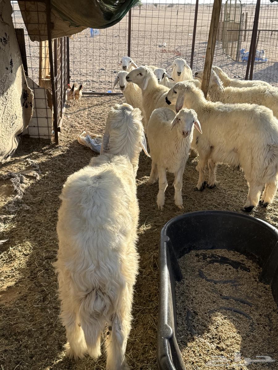 Italian for sale63332565232898113