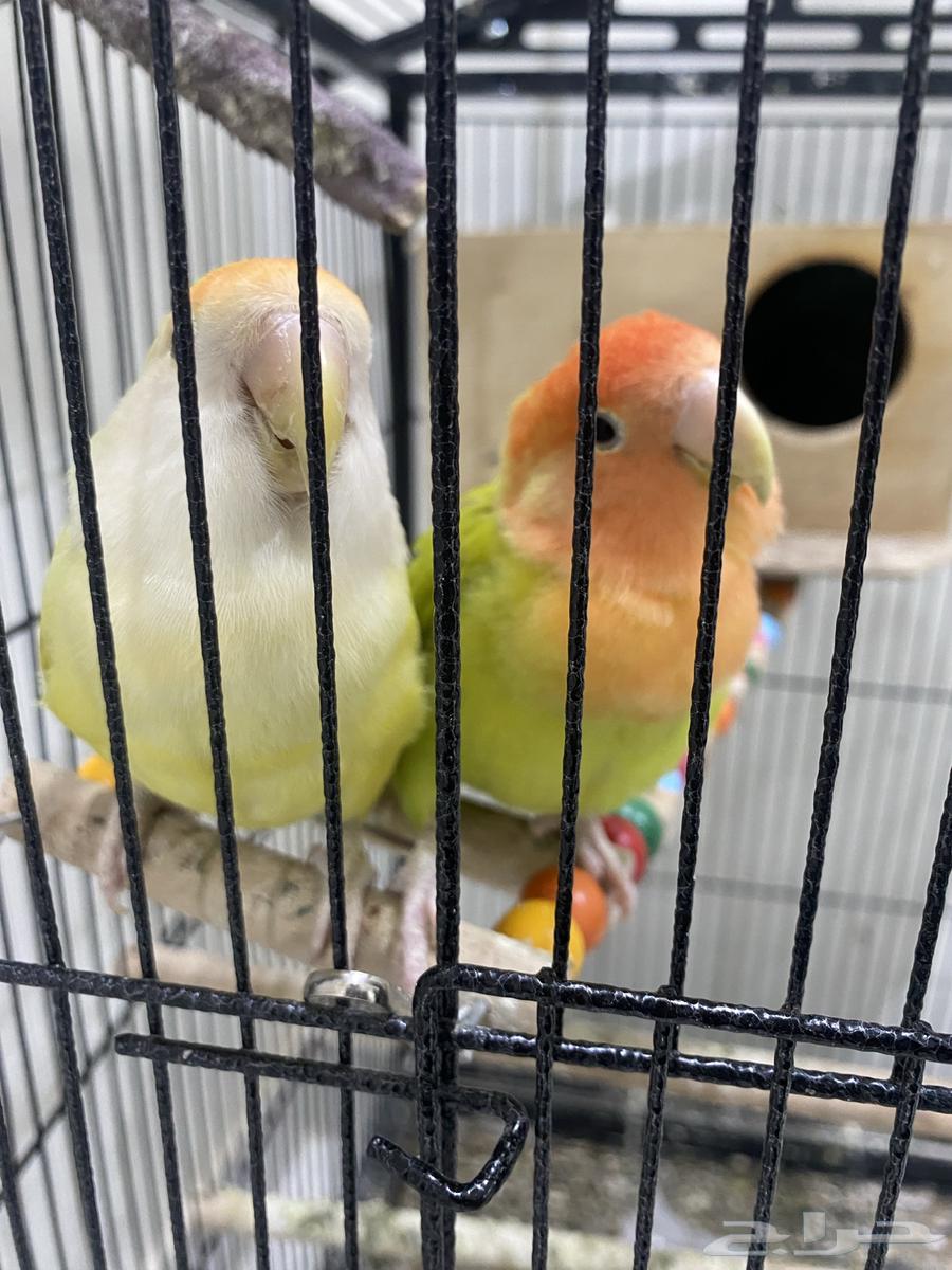 A couple of parrots produced a rosy condition.63330695675523111