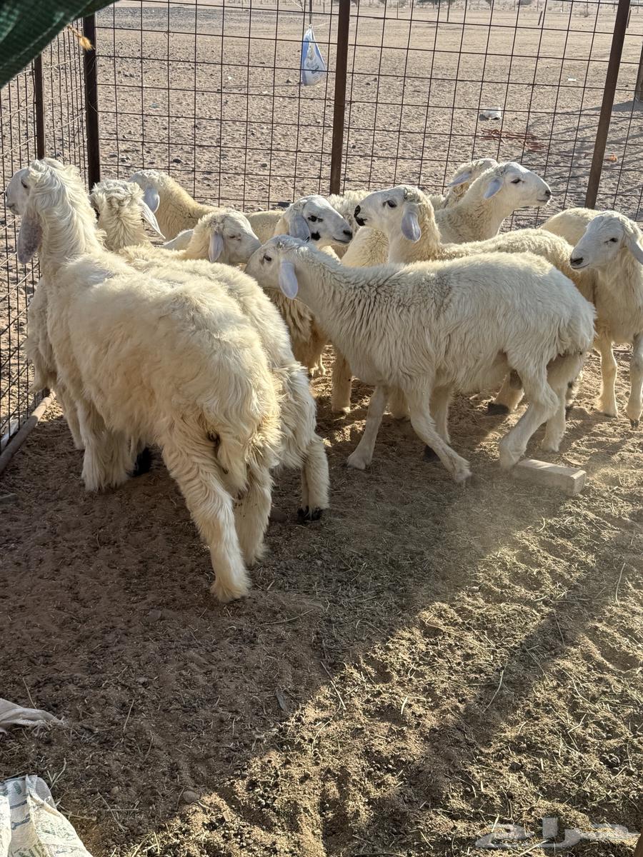 Italian for sale63332565232898110