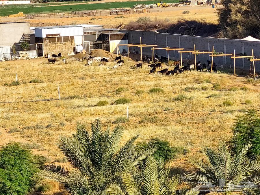 Farm for sale in Tabuk (100 dunams - well - electricity - electronic deed)62919229530626112