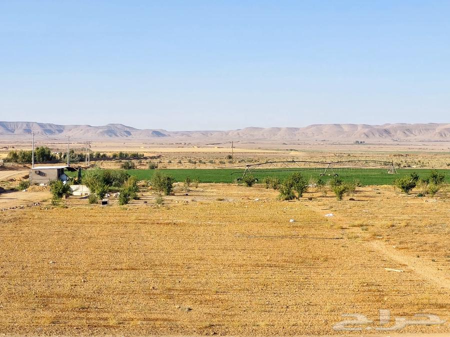 Farm for sale in Tabuk (100 dunams - well - electricity - electronic deed)629192295306261119