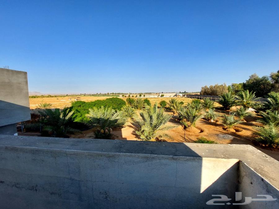 Farm for sale in Tabuk (100 dunams - well - electricity - electronic deed)62919229530626114