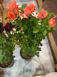 تنسيق الحدائق المنزلية63005064650883112