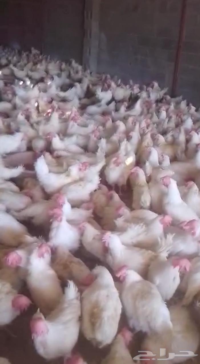 For sale broiler chickens63333159635457111