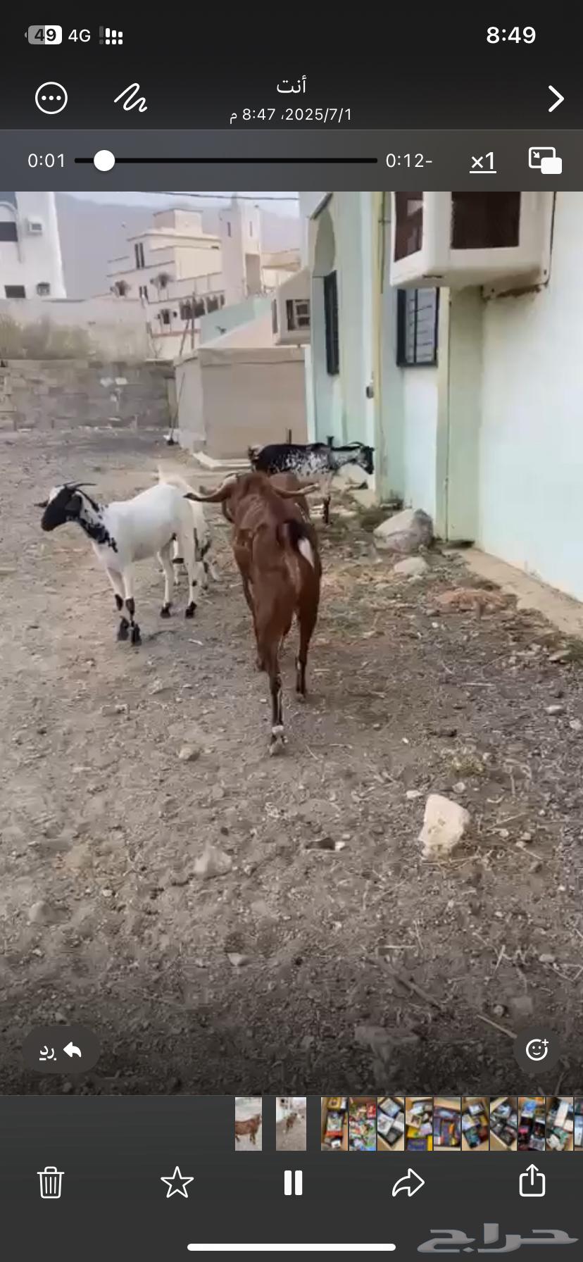 تيس فحل63331654692226112