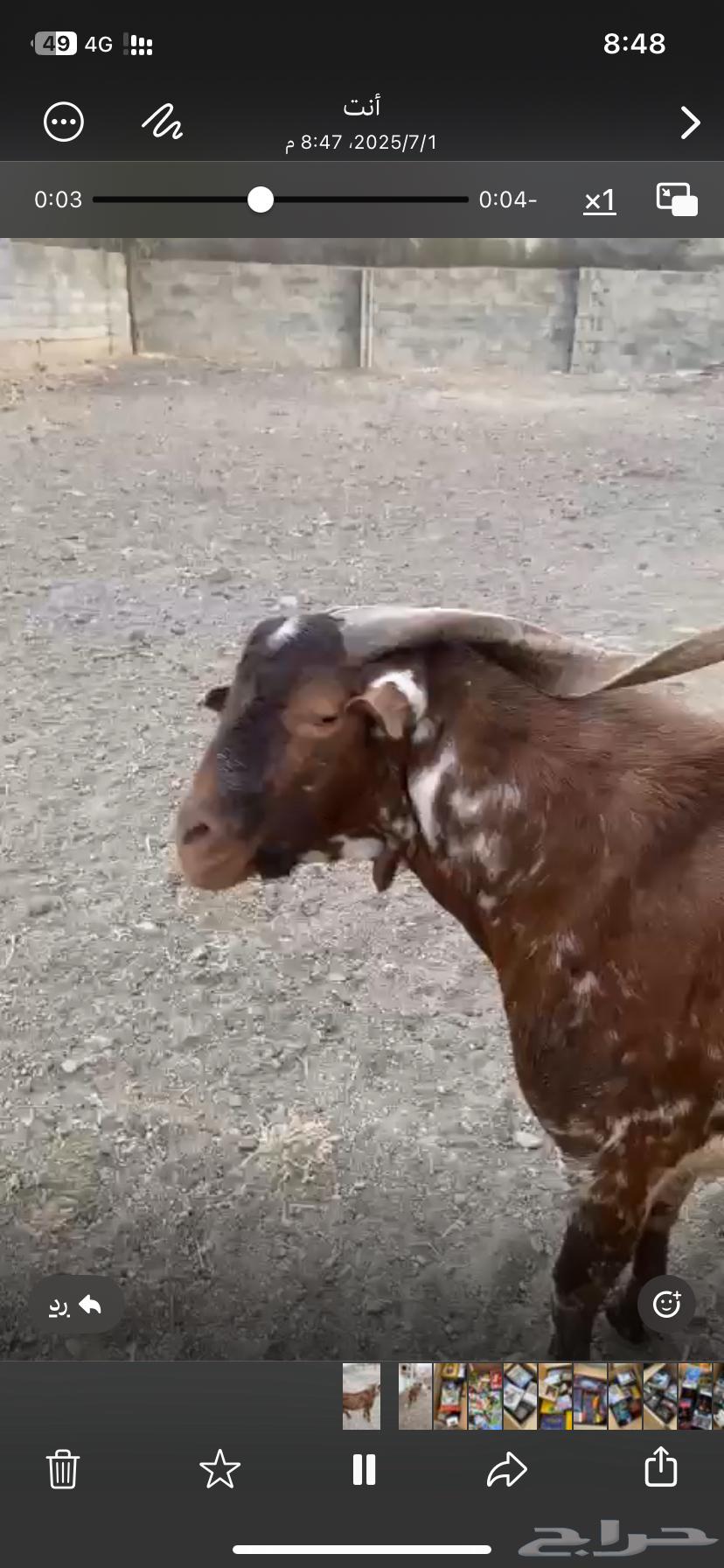 تيس فحل63331654692226114