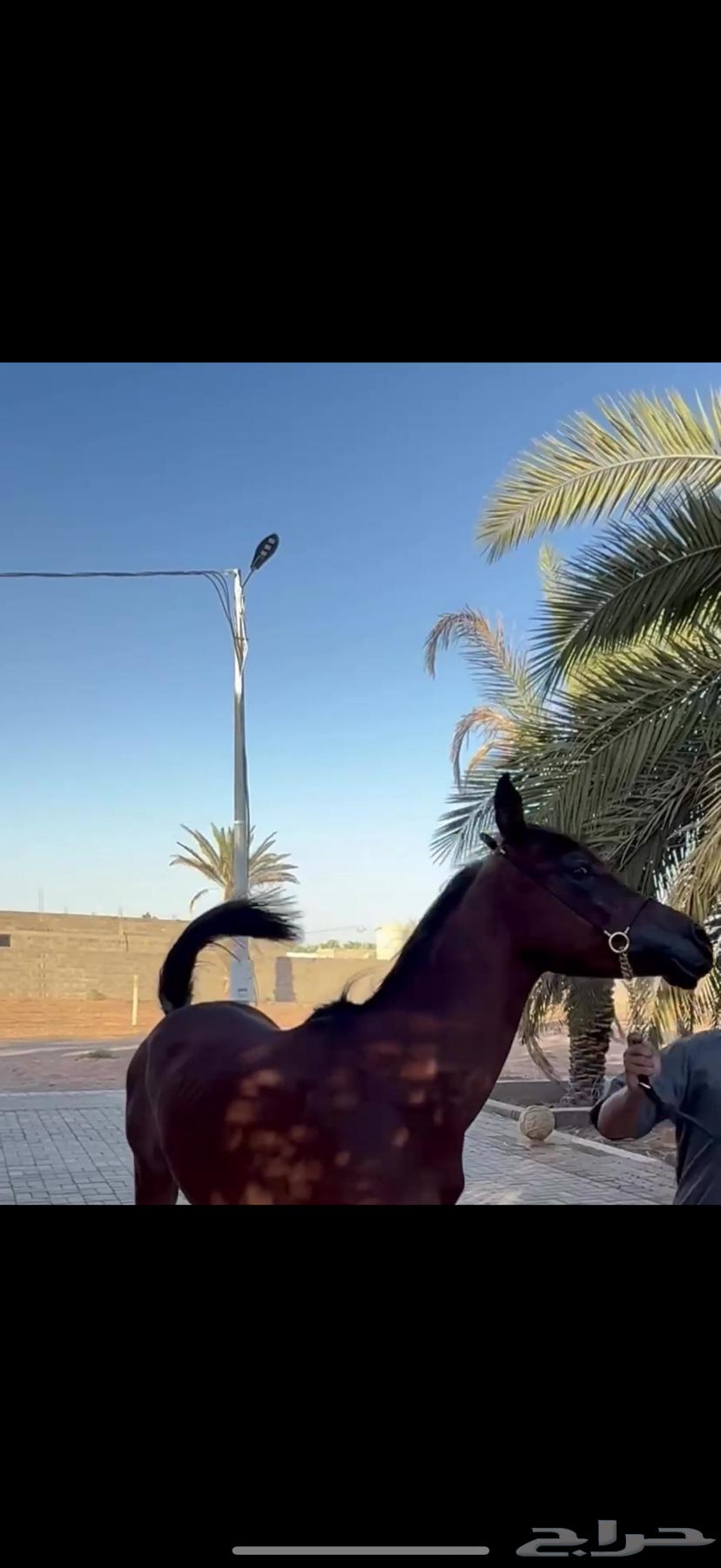 حصان مهر للبيع63336493877890114