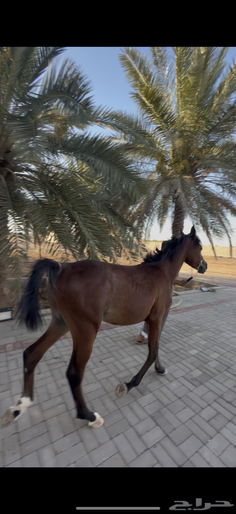 حصان مهر للبيع63336493877890113