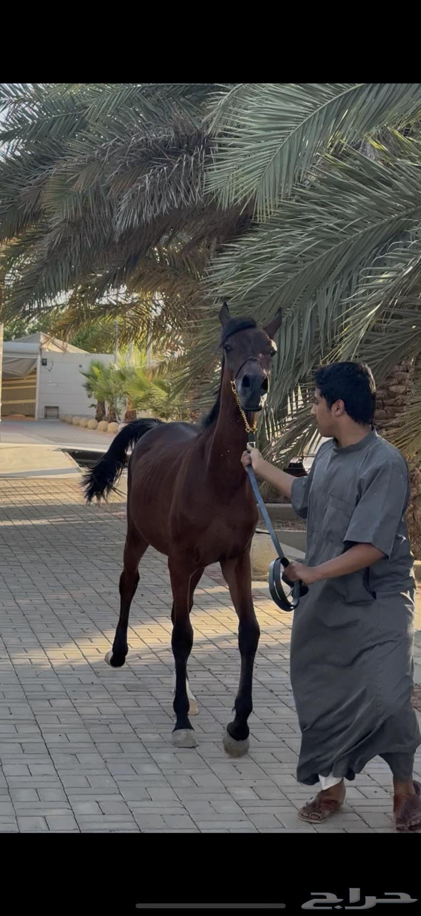 حصان مهر للبيع63336493877890112