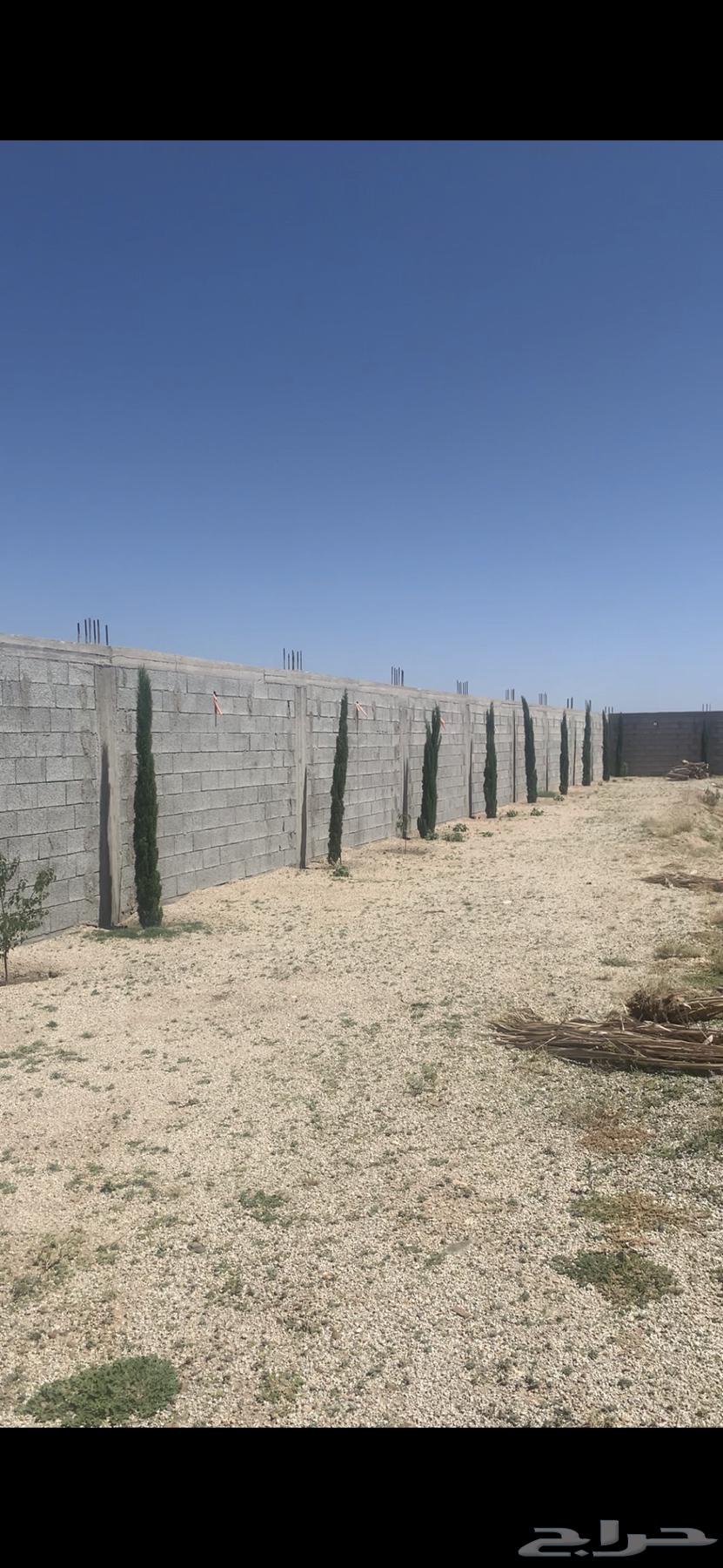Cypress seedlings height from 3 meters to 4 meters633345932261131111