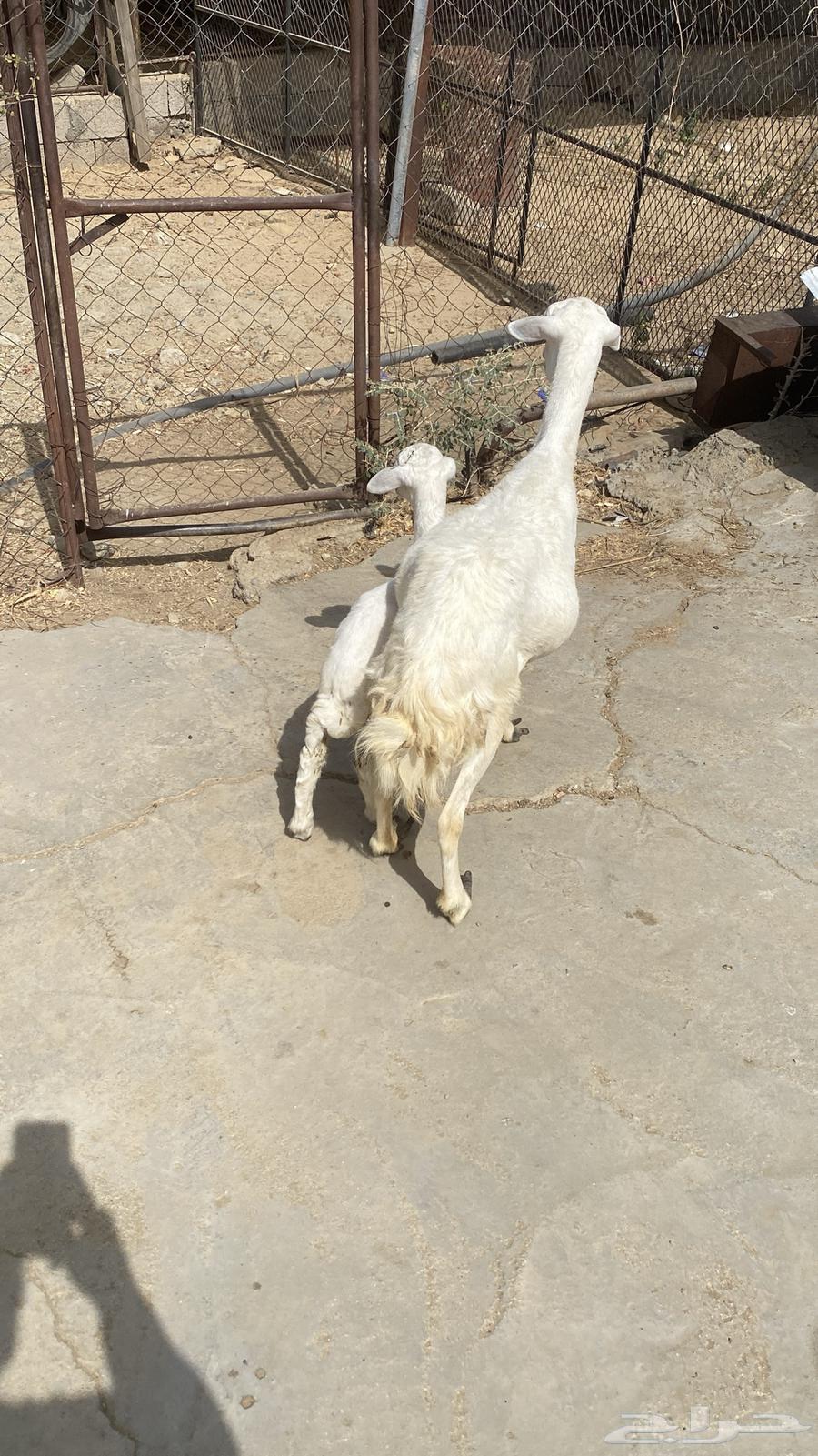 ((( تم البيع ))) نعجة تحتها رخل63328957300610111