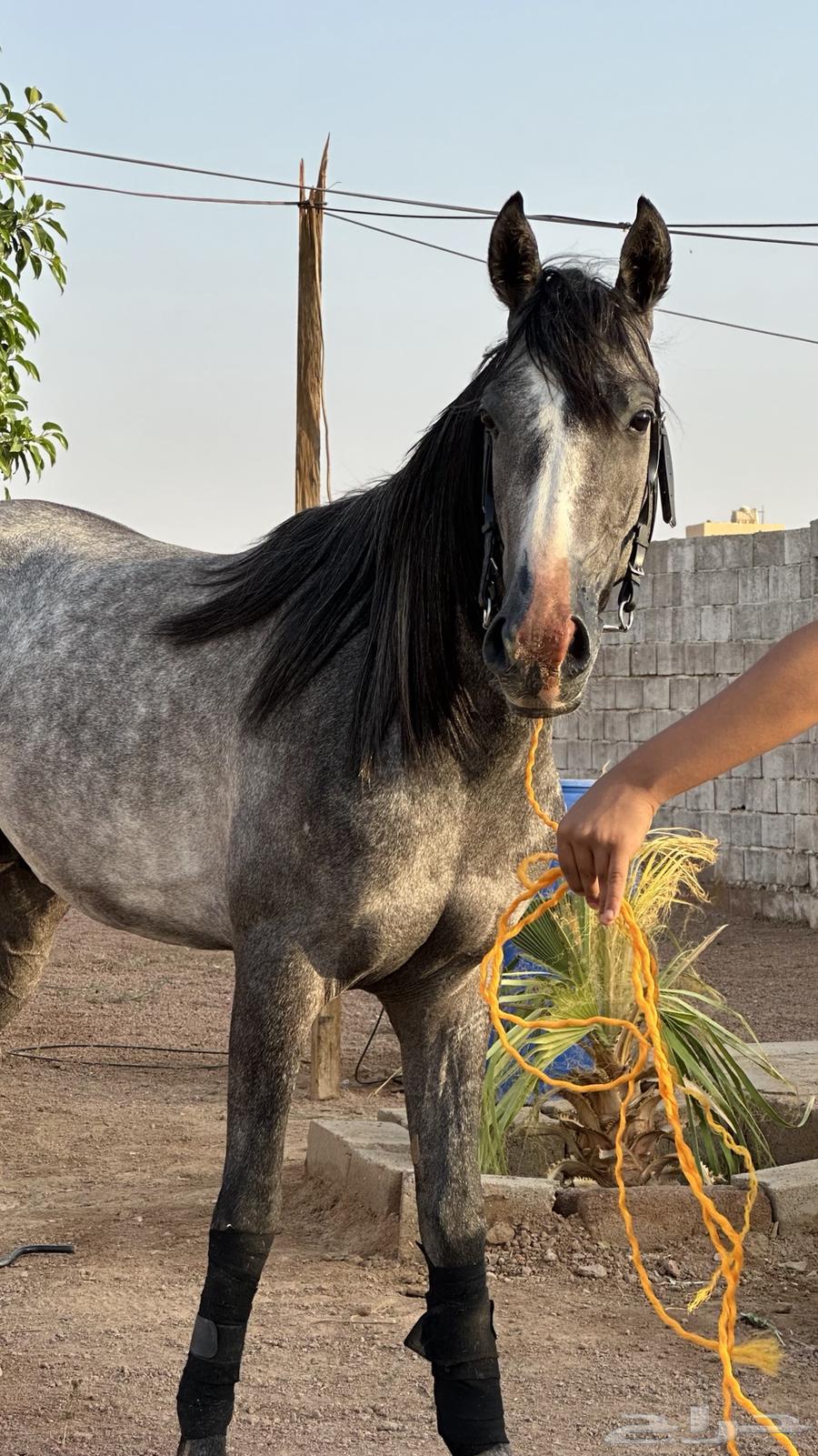 مهر جزيري نقبل بدل طرب وجمال63330000258562112