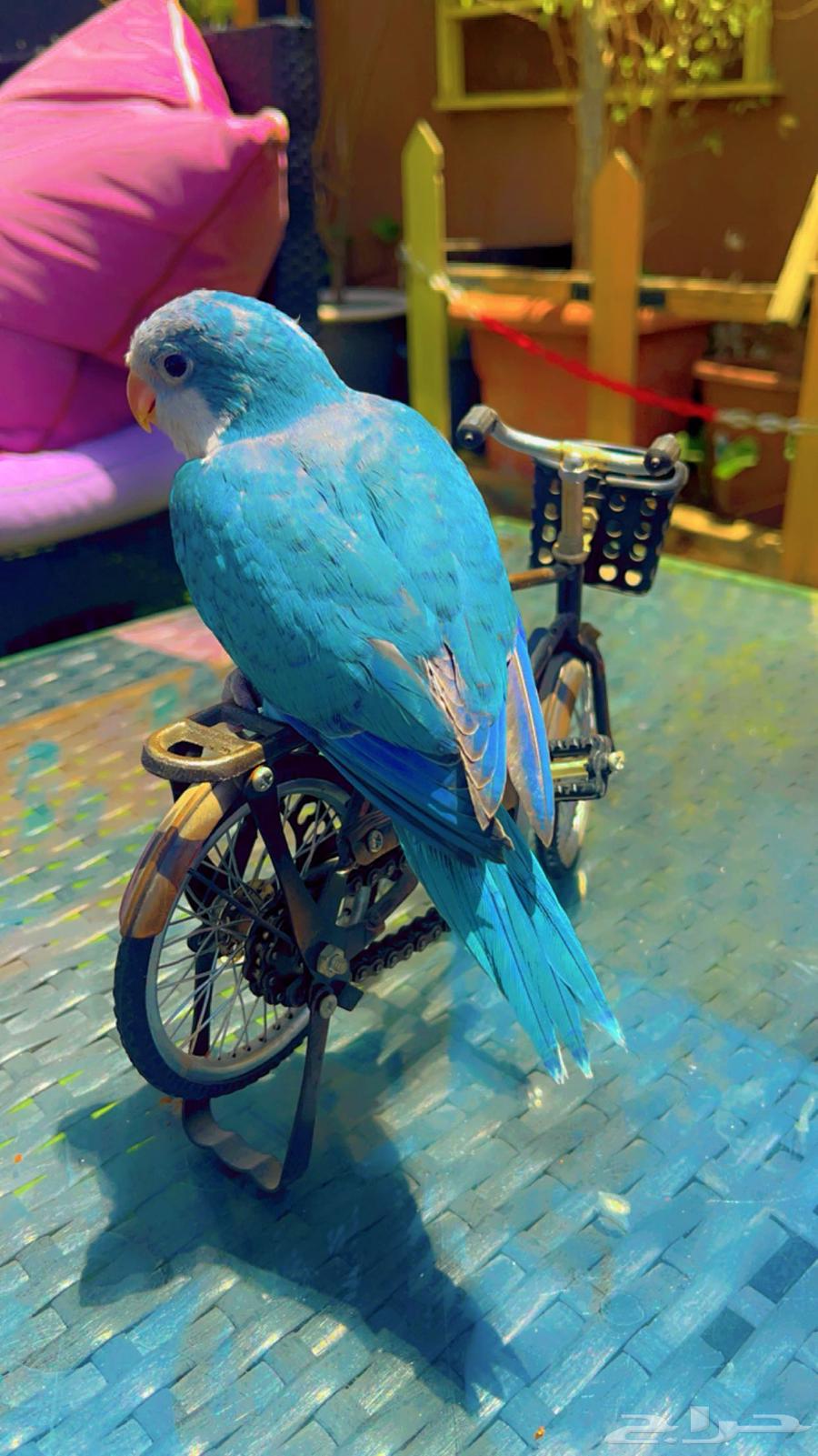 Birds63328913755010112