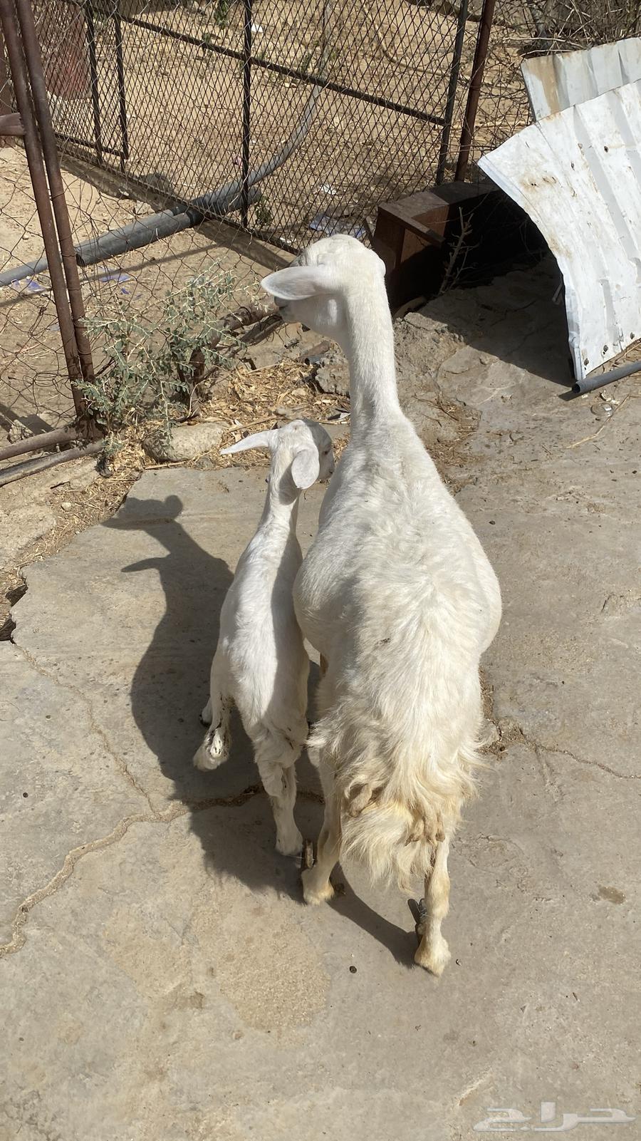 ((( تم البيع ))) نعجة تحتها رخل63328957300610112