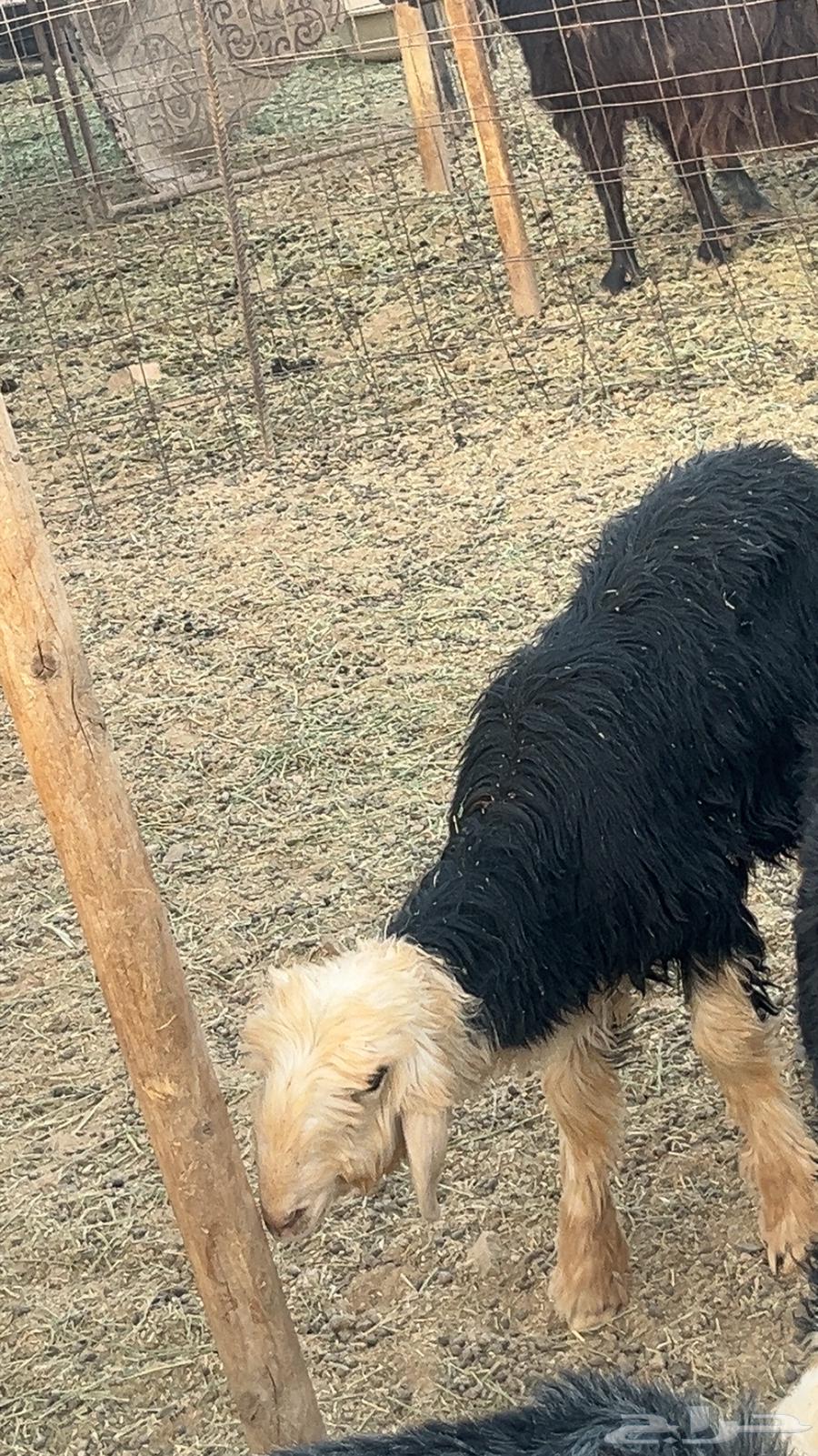 6 months Najdi lamb63005289273473111