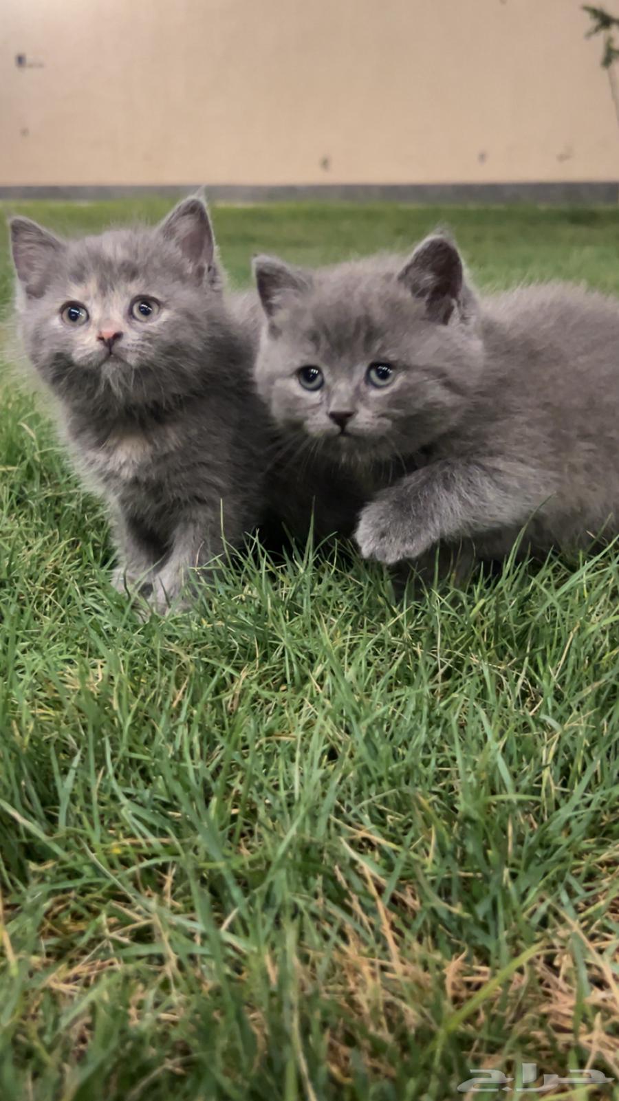 Kittens breed630056612080671121