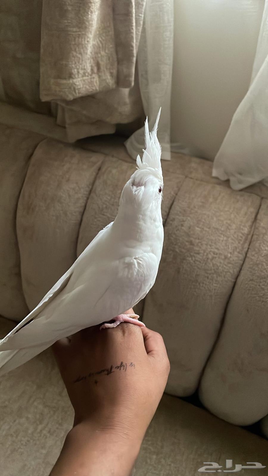 Birds633289137550101121