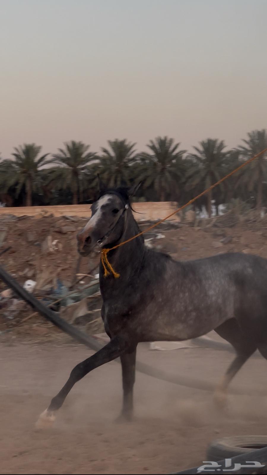 مهر جزيري نقبل بدل طرب وجمال63330000258562114