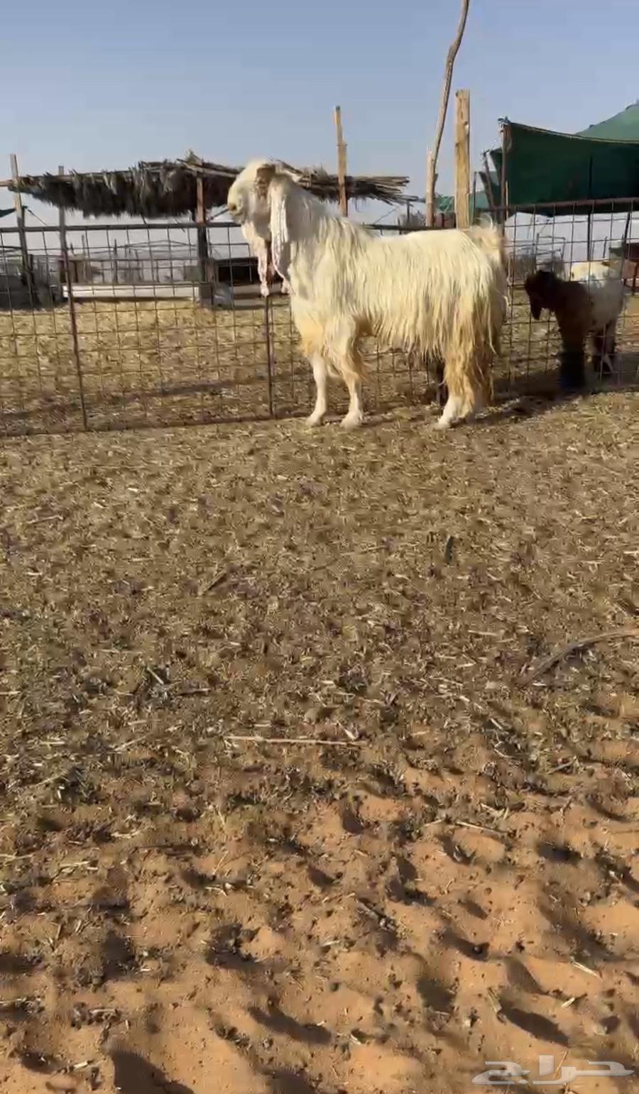 Male Egyptian goat633292853738261116