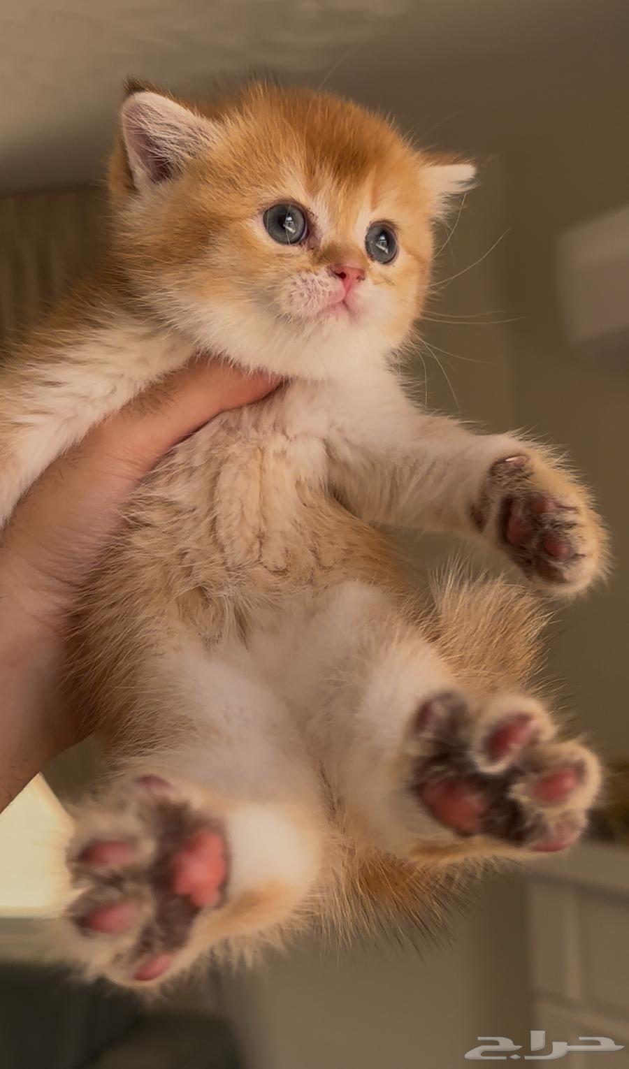 سكوتش فولد ستريت للبيع63401095261826113