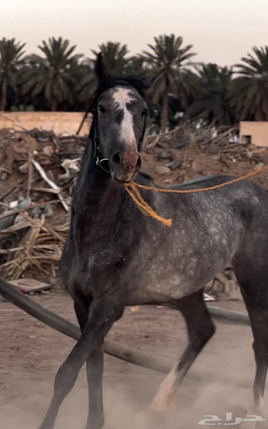 مهر جزيري نقبل بدل طرب وجمال63330000258562113