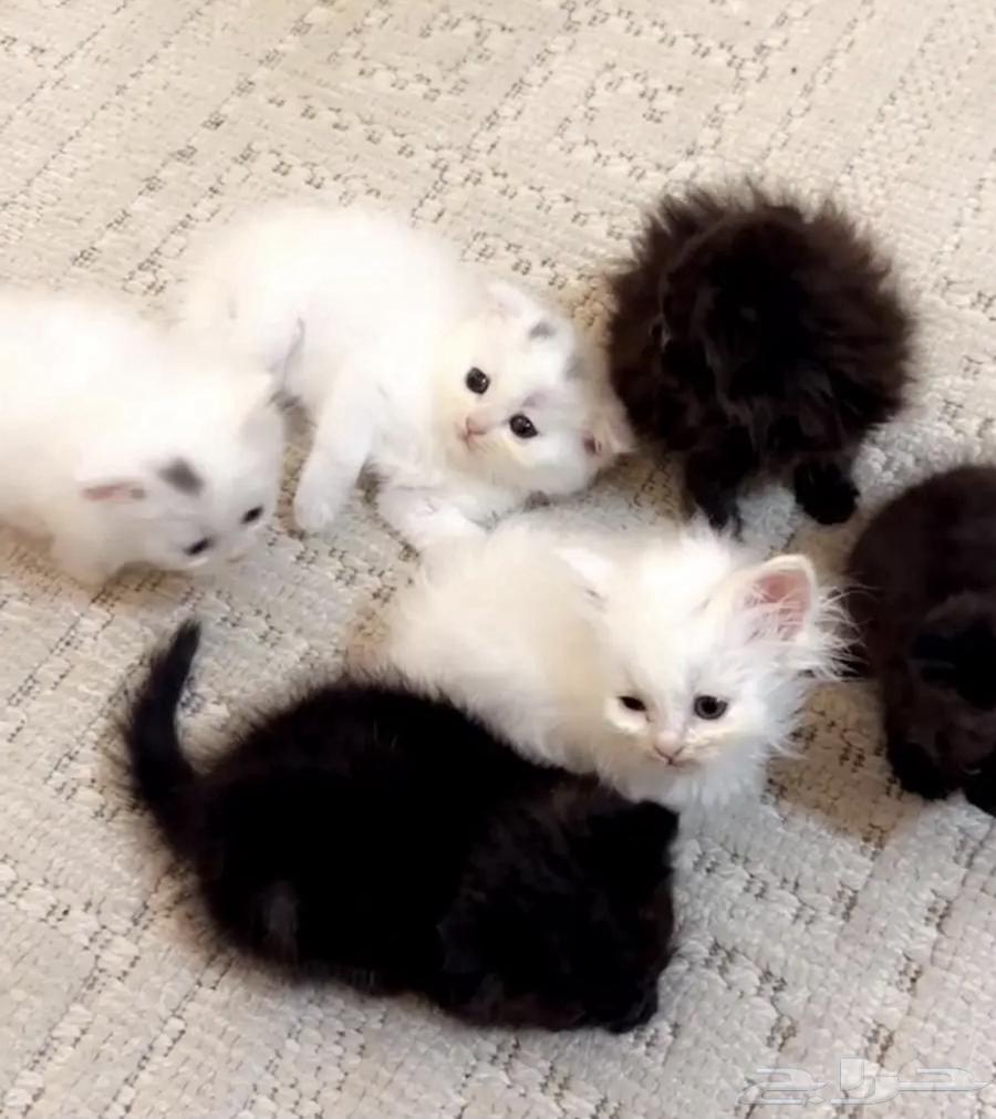 لبيه قطط اسكوتش شيرازي63398398063489111