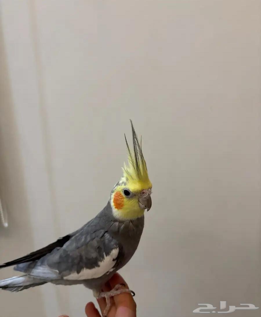 Kroon is a very gentle singer63328396366466111