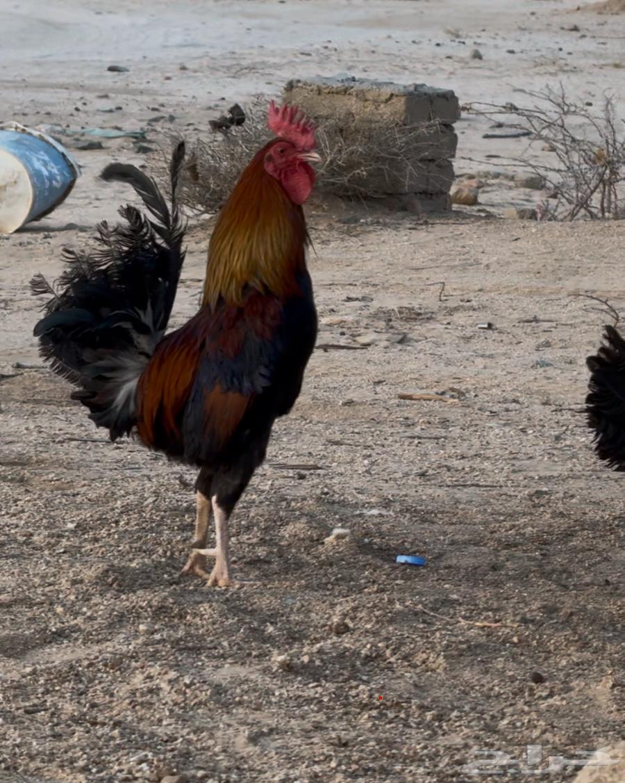A rooster and hen advertisement in Arabic (separate)63328001191425114