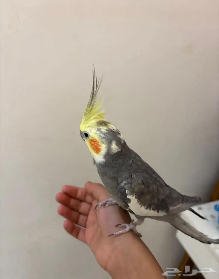 Kroon is a very gentle singer633283963664661122