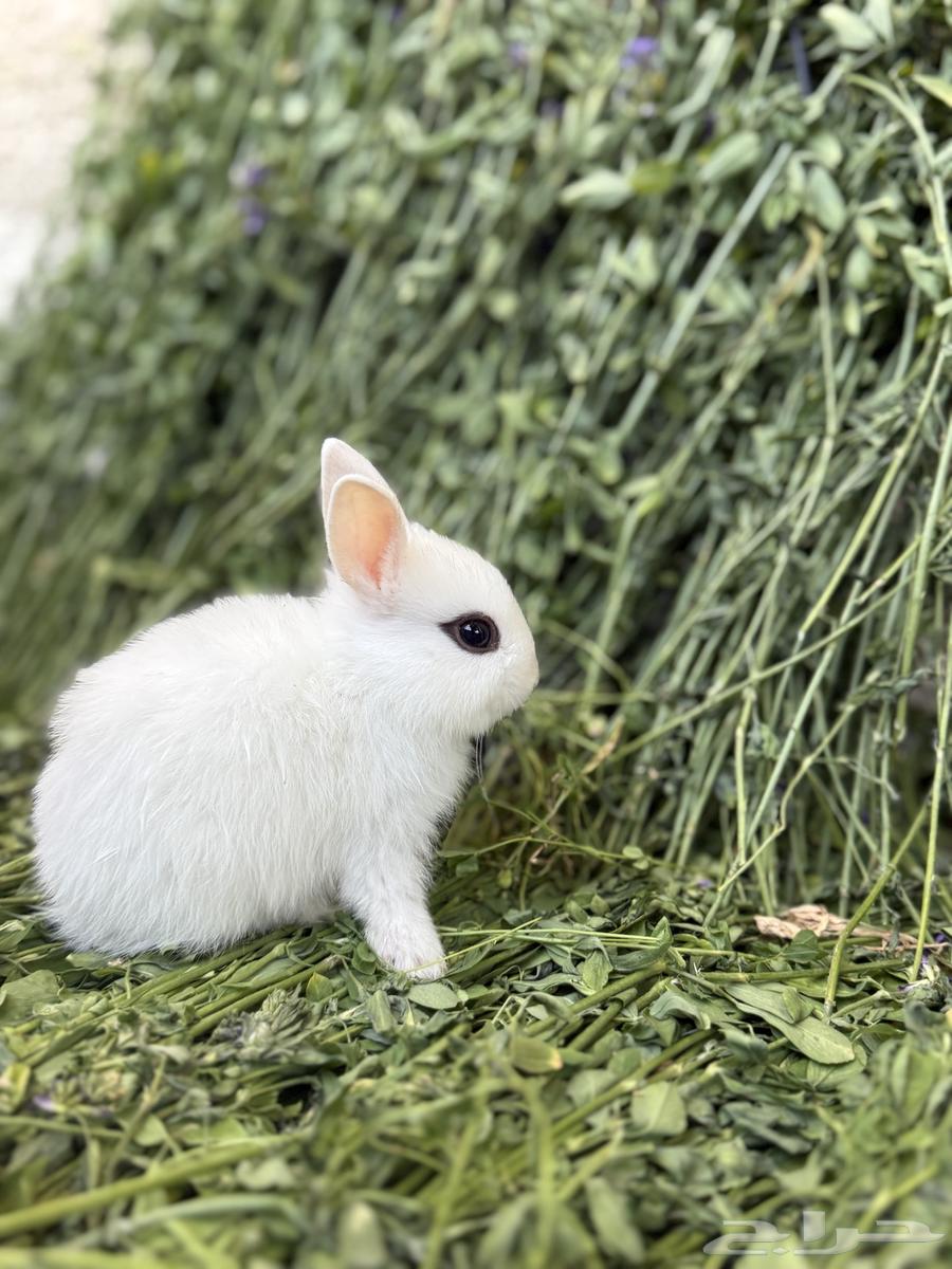 Rabbits Nazer Land63327310402562113